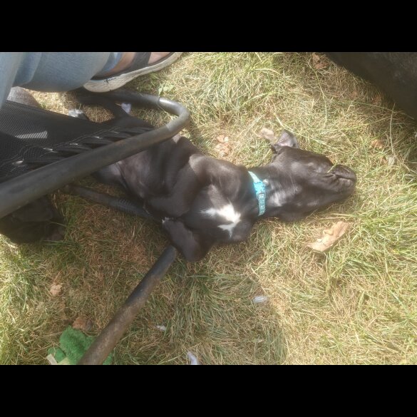Cane Corso - Bitches