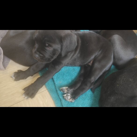 Cane Corso - Bitches