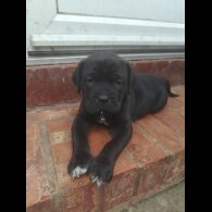 Cane Corso - Bitches