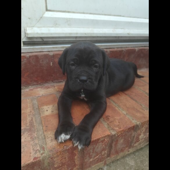 Cane Corso - Bitches
