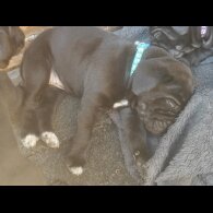 Cane Corso - Bitches