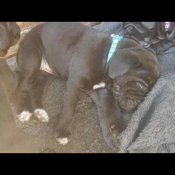 Cane Corso - Bitches