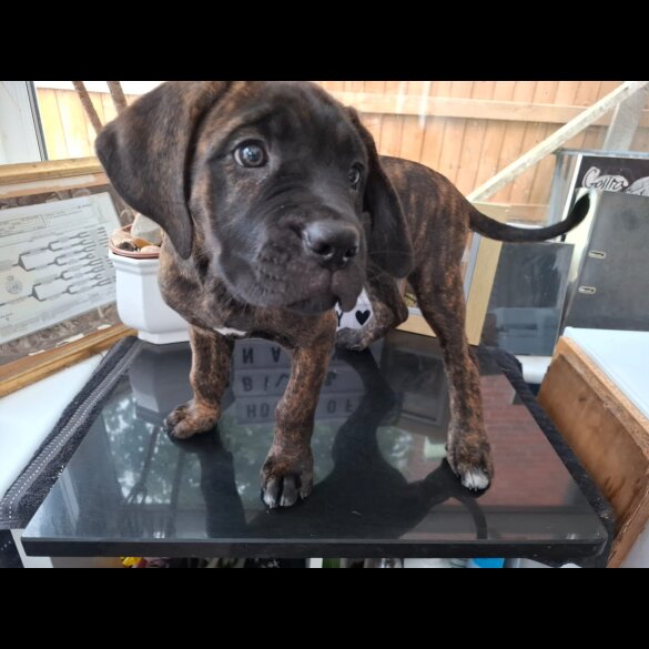 Cane Corso - Both