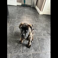 Cane Corso - Both