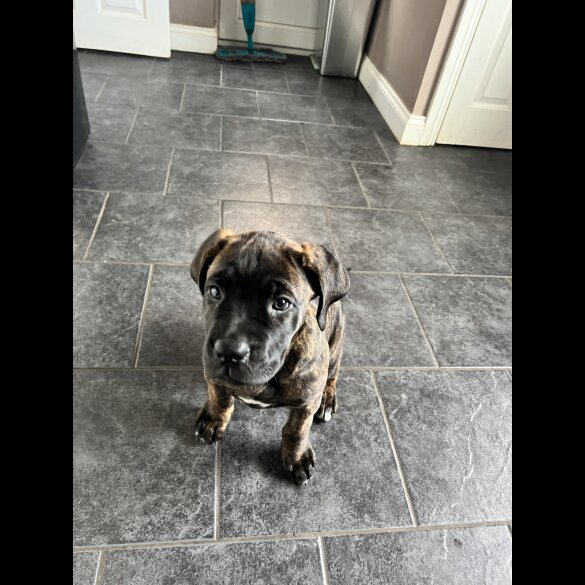 Cane Corso - Both