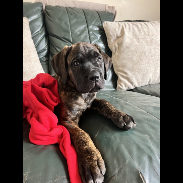 Cane Corso - Both