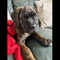 Cane Corso - Both