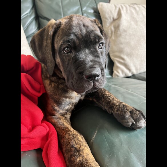 Cane Corso - Both