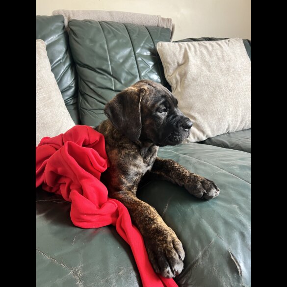 Cane Corso - Both