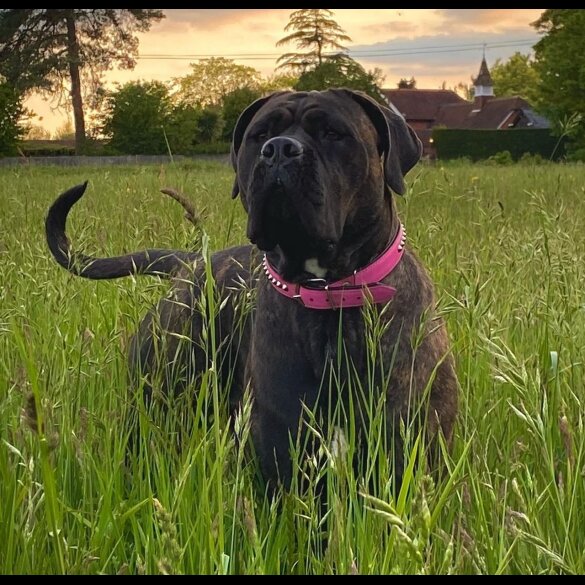 Cane Corso - Both