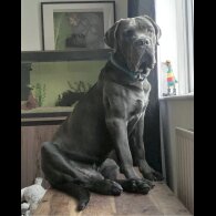 Cane Corso - Both