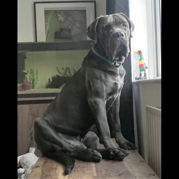 Cane Corso - Both