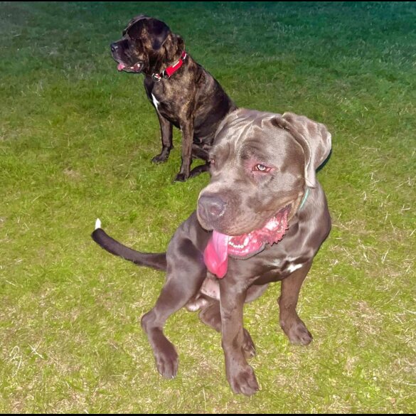 Cane Corso - Both