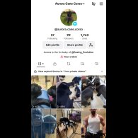 Cane Corso - Both