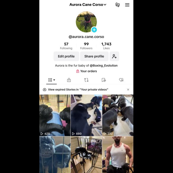 Cane Corso - Both