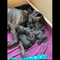 Cane Corso - Both