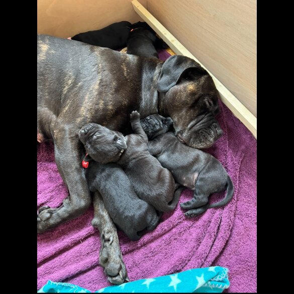 Cane Corso - Both