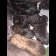 Cane Corso - Both