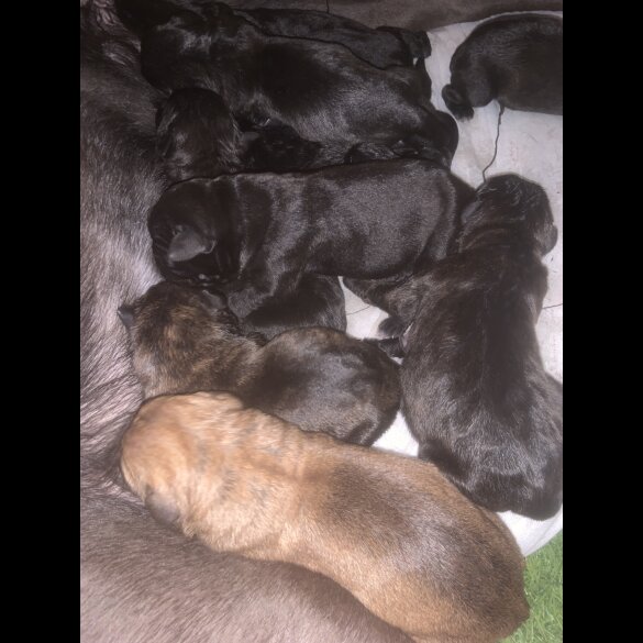 Cane Corso - Both