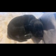 Cane Corso - Both