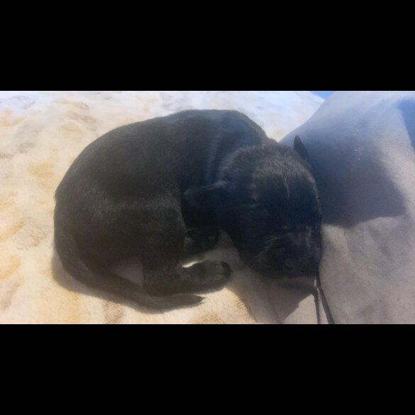 Cane Corso - Both