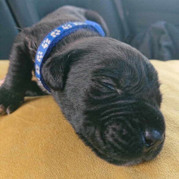 Cane Corso - Both
