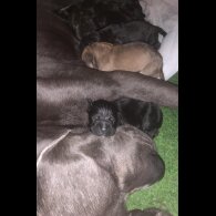 Cane Corso - Both