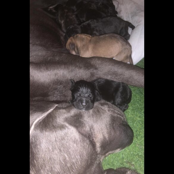 Cane Corso - Both