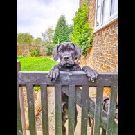 Cane Corso - Both