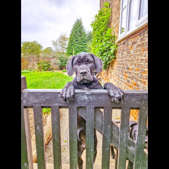Cane Corso - Both