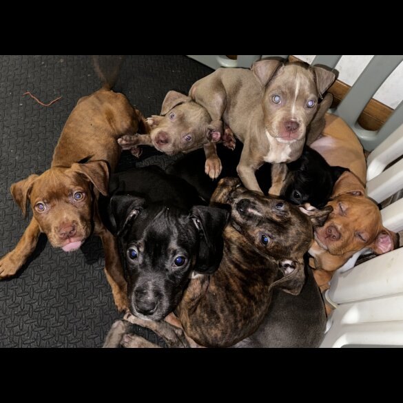 Cane Corso - Both