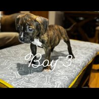 Cane Corso - Both
