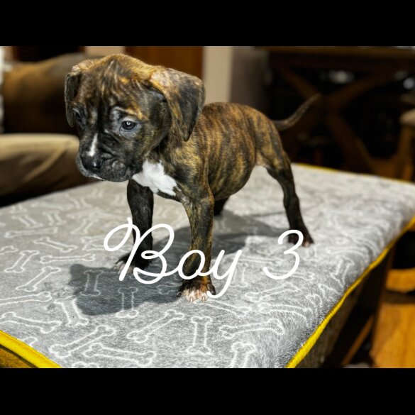 Cane Corso - Both