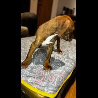 Cane Corso - Both