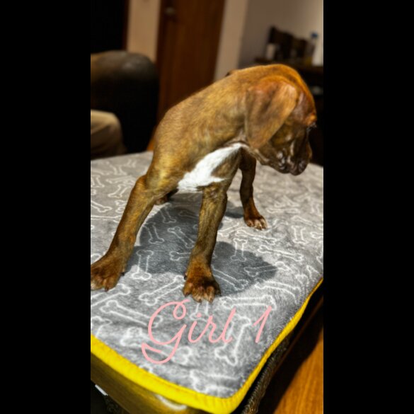 Cane Corso - Both