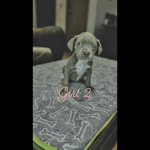 Cane Corso - Both