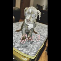 Cane Corso - Both