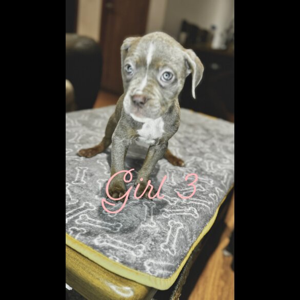Cane Corso - Both