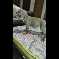 Cane Corso - Both