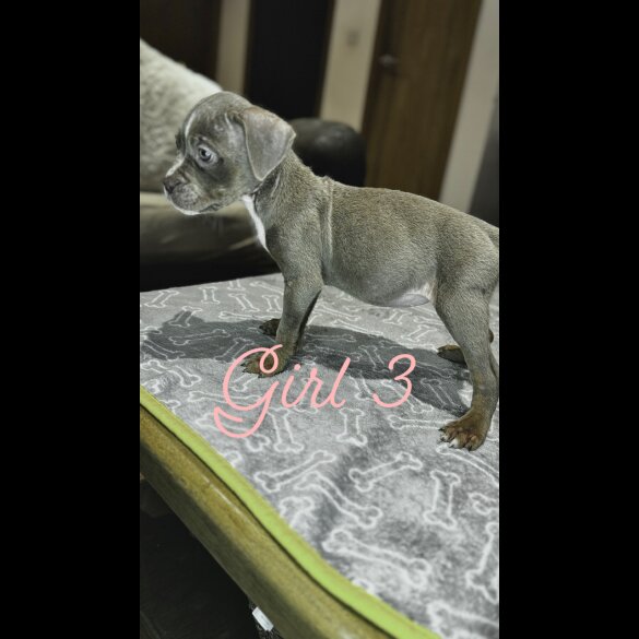 Cane Corso - Both