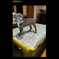 Cane Corso - Both