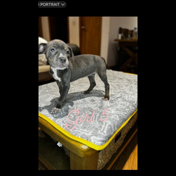 Cane Corso - Both