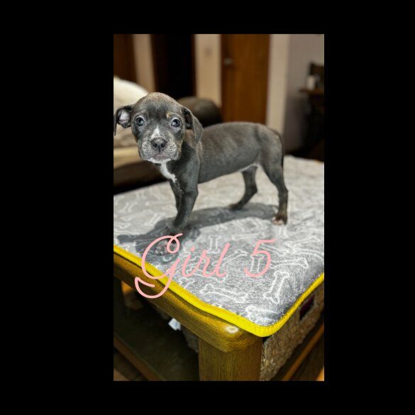 Cane Corso - Both