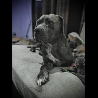 Cane Corso - Both