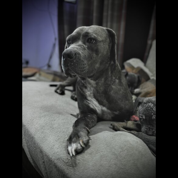 Cane Corso - Both