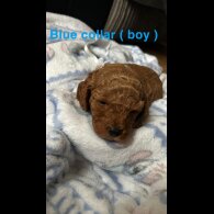 Cavachon - Both
