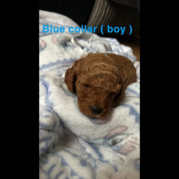 Cavachon - Both