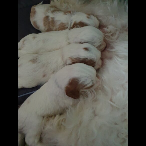 Cavachon - Bitches