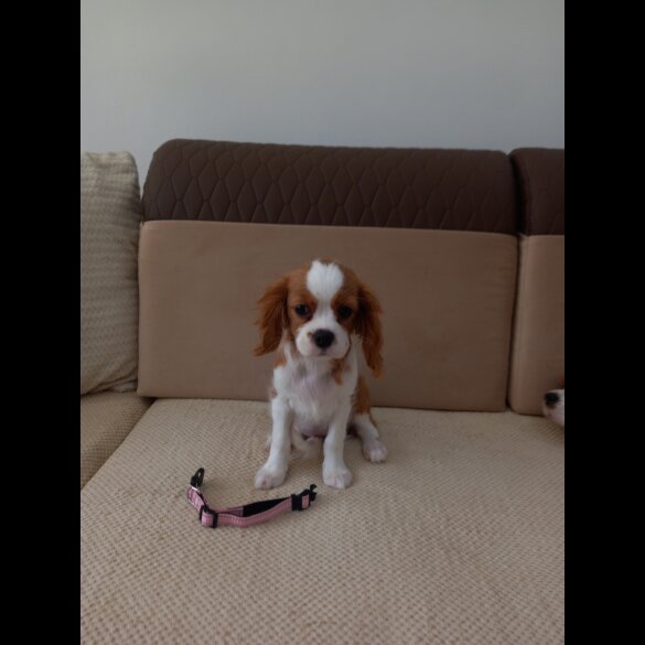 Cavalier King Charles Spaniel - Bitches