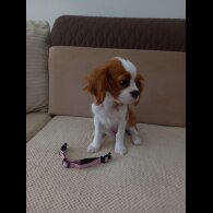 Cavalier King Charles Spaniel - Bitches
